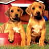 Puppy Pairs Puzzle