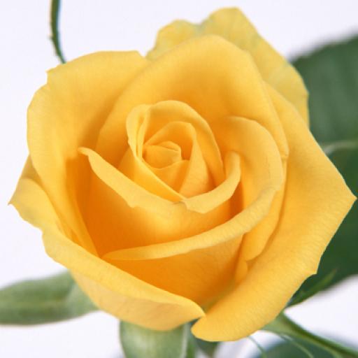 Yellow Roses Puzzle