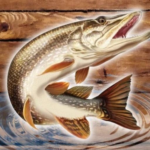 Fish rain