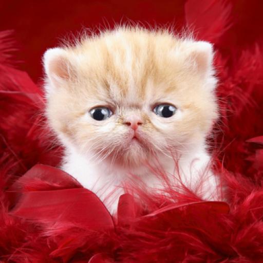Funny Kitty Puzzle