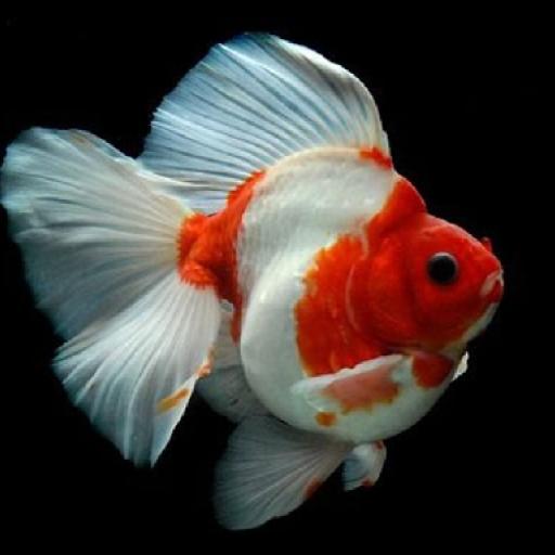 Gold Fish Jigsaw Puzzle