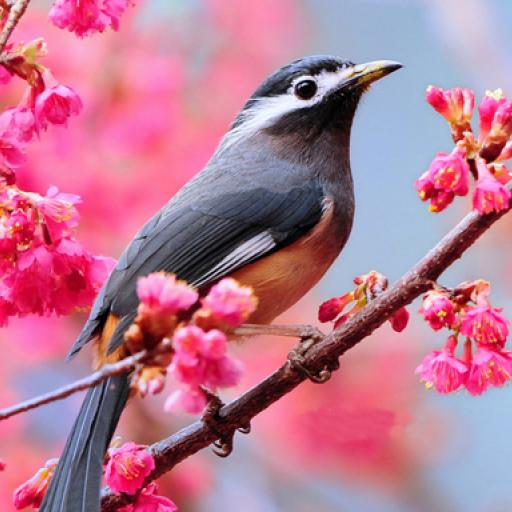 Lovable Birds Puzzle