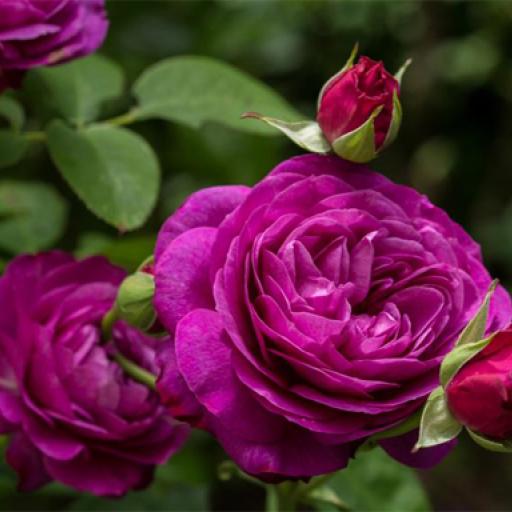 Purple Roses Puzzle