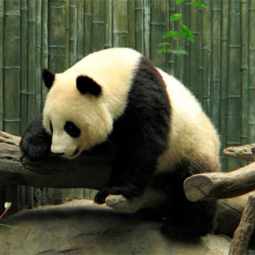 Pandas Puzzle