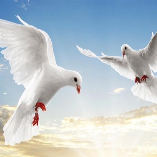 Flying Birds Slide