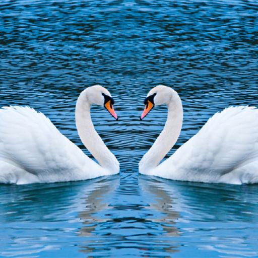 Swans Slide
